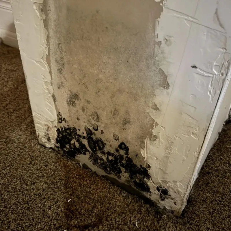 Professional Mold Removal in West Point, GA